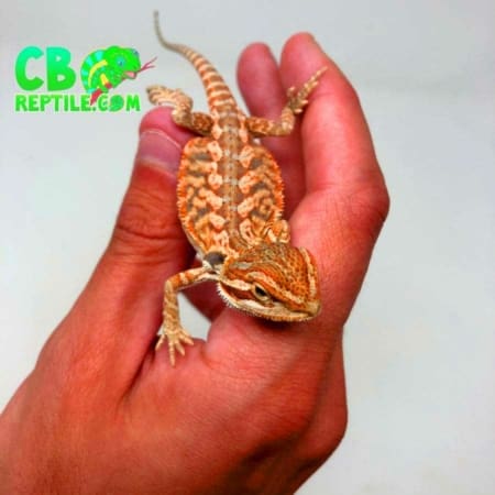 inferno bearded dragon for sale