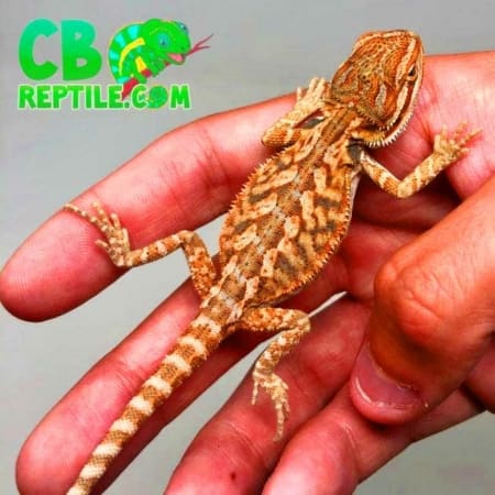 inferno bearded dragons for sale