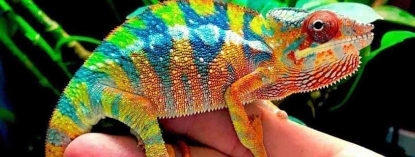 panther chameleon for sale