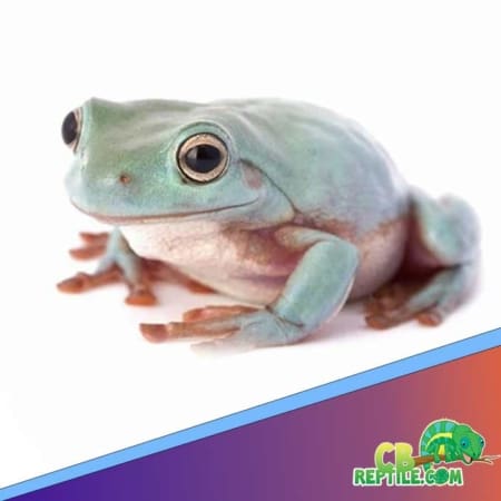 Dumpy tree frog for sale