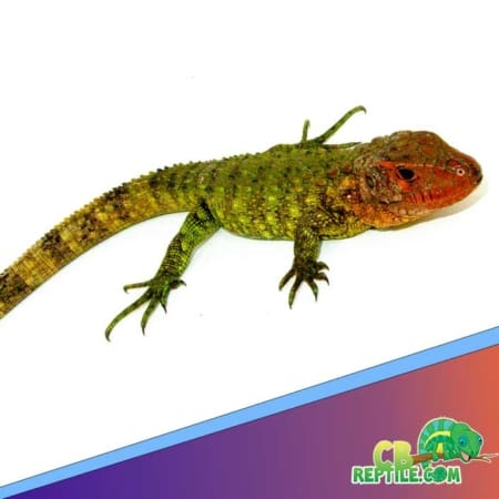 buy caiman lizard