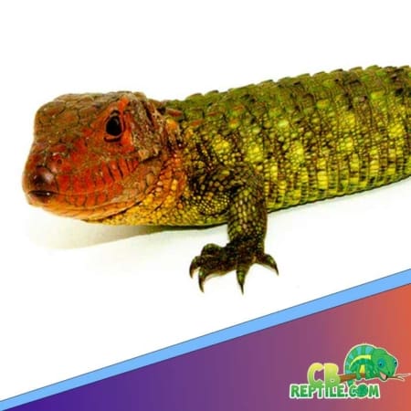 caiman lizard