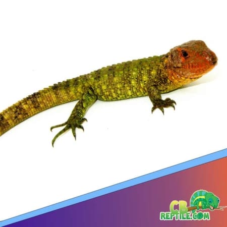 caiman lizard for sale