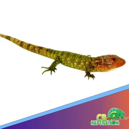 caiman lizards for sale online