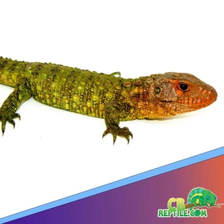 caiman lizards for sale
