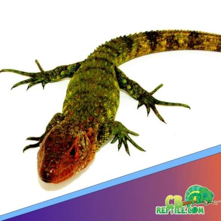 caiman lizards for sale near me