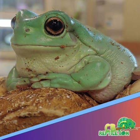 Dumpy Tree Frog