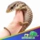 Savannah monitor for sale