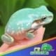Australian blue snowflake dumpy tree frog