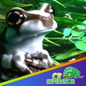 milk frog for sale