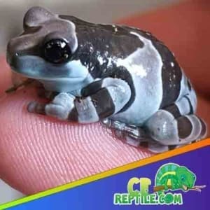 Amazon milk frog for sale