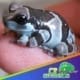 Amazon milk frog for sale