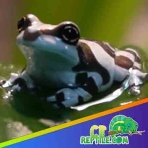 baby milk frogs for sale