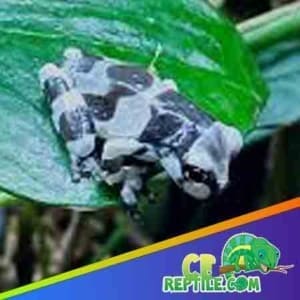 baby milk frog for sale