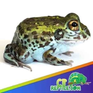 baby pixie frog for sale
