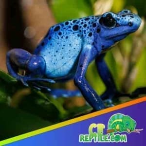 blue poison dart frogs for sale
