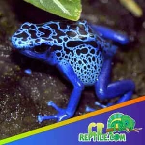 blue poison dart frog for sale