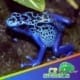 poison dart frog for sale