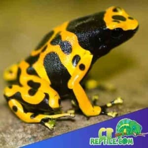 poison dart frog lifespan