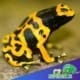 bumble bee dart frog for sale