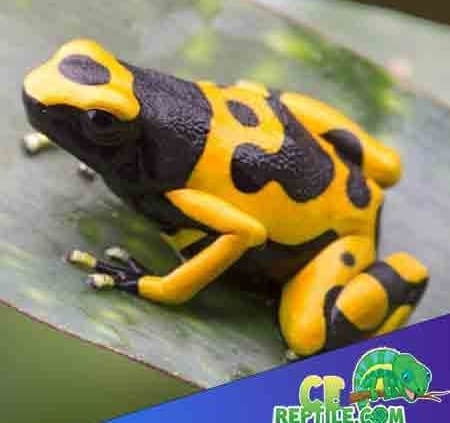 dart frog lifespan