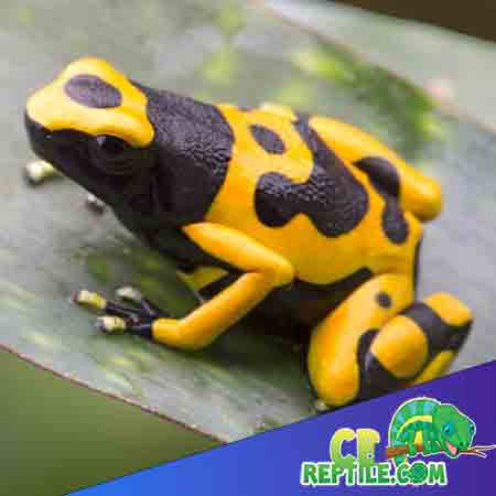 bumblebee dart frog for sale