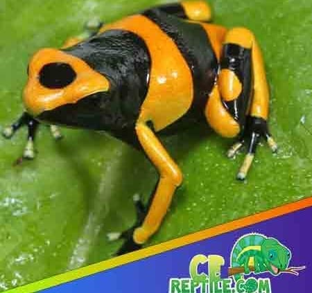 poison dart frog size