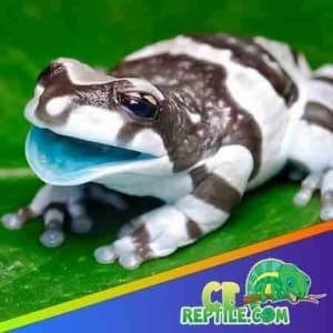 captive bred milk frog