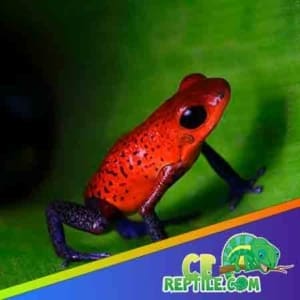 View of Poison Dart Frog habitat setup for poison dart frog tanks setup