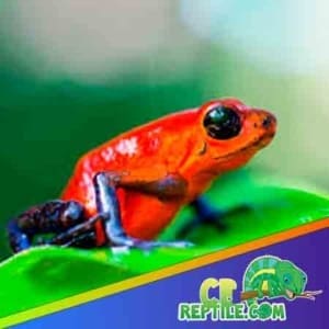 dart frog for sale near me