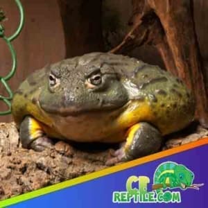 Pixie frog for sale