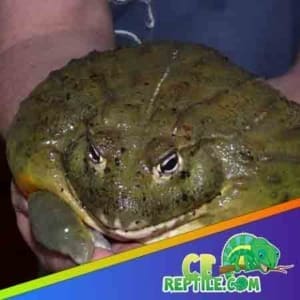 pixie frogs for sale near me