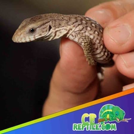 savannah monitor lizard for sale