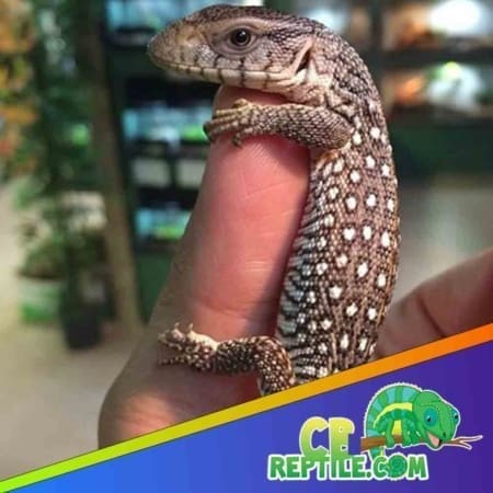 savannah monitor for sale