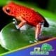 Strawberry poison dart frog for sale