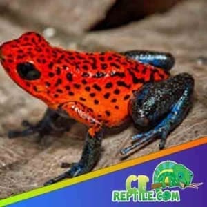 strawberry poison dart frog