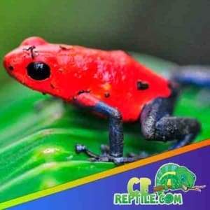 best insects to feed dart frogs