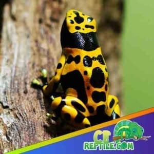 yellow poison dart frogs for sale