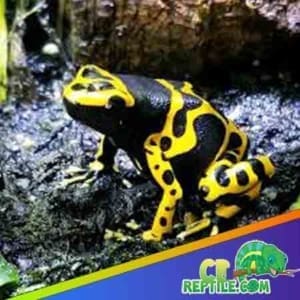 yellow poison dart frog for sale