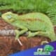 elliots chameleon for sale