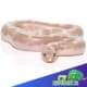 snow striped Kenyan sand boa for sale