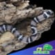 black Honduran milk snake