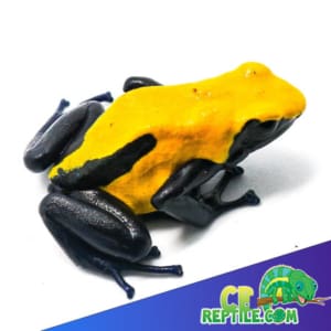 buy citronella dart frog