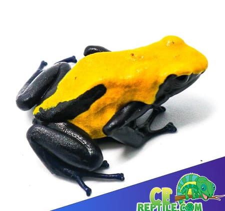 dart frog diet