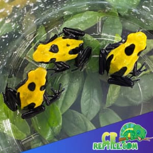 citronella dart frog for sale