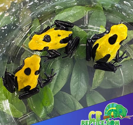 dart frog setup