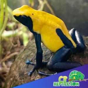 citronella dart frog for sale