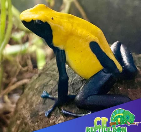 dart frog care guide