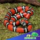 Stuarts milk snake for sale