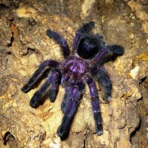 purple pink toe tarantula for sale